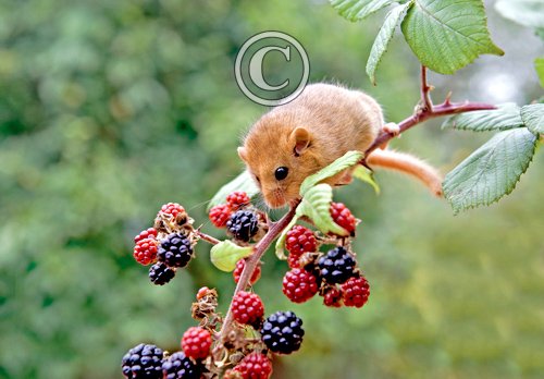 Dormouse DM0357